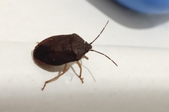 Heteroptera