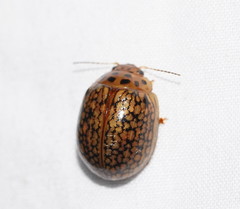 Paropsisterna fulvoguttata