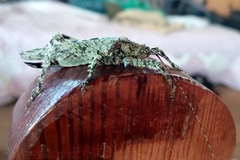 Orthoptera