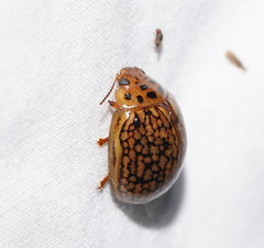 Paropsisterna fulvoguttata