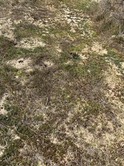 Lepidium flavum felipense