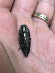 Chrysochroini