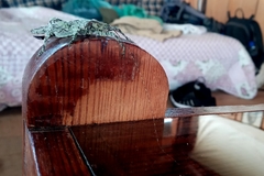 Orthoptera