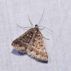 Dichromodes fulvida