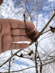 Fraxinus pennsylvanica