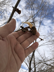 Fraxinus pennsylvanica