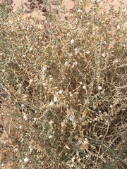 Caroxylon imbricatum