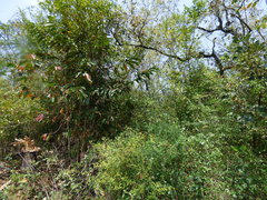 Diospyros riojae