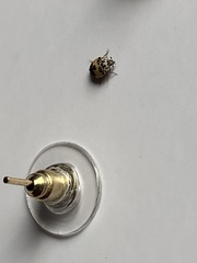 Anthrenus isabellinus