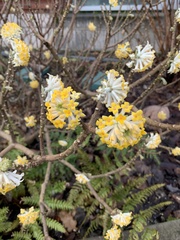 Edgeworthia