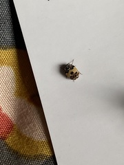 Anthrenus isabellinus