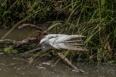 Egretta thula