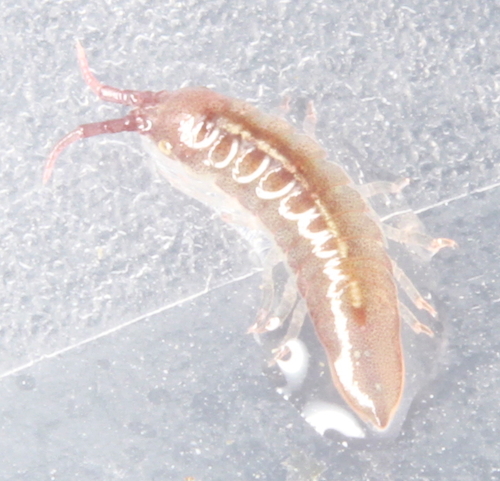 granular marine isopod