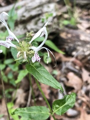 Monarda russeliana