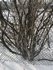 Lonicera