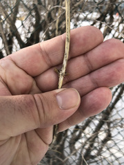 Lonicera