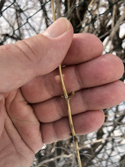 Lonicera