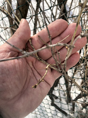 Lonicera