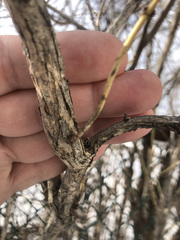 Lonicera