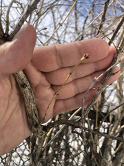 Lonicera