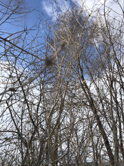 Lonicera