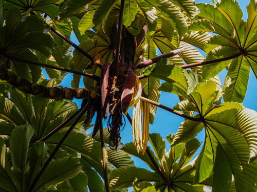 Cecropia obtusifolia - Leaves