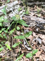 Monarda russeliana
