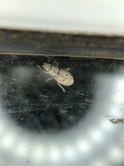 Floresianus sordidus