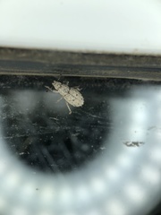 Floresianus sordidus