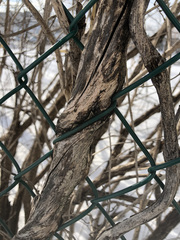 Lonicera