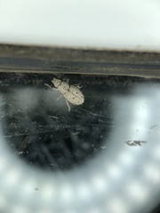Floresianus sordidus
