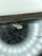 Floresianus sordidus