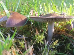Calocybe carnea