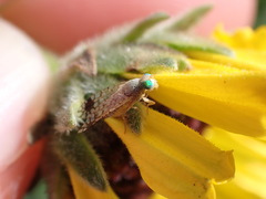 Euarestoides acutangulus