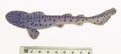 Saddled Swellshark photo 4
