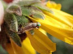 Euarestoides acutangulus