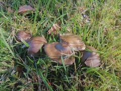 Calocybe carnea