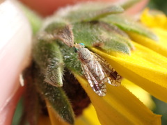 Euarestoides acutangulus