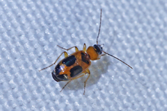 Badister neopulchellus