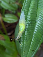 Gaeotis nigrolineata