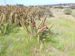 Bergerocactus emoryi