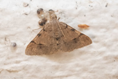 Frederickia flaviterminata