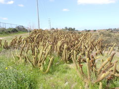 Bergerocactus emoryi
