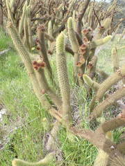 Bergerocactus emoryi