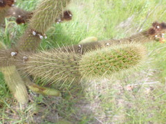 Bergerocactus emoryi