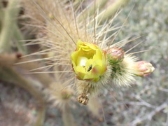 Bergerocactus emoryi