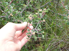 Euphorbia misera
