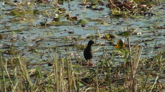 Zapornia flavirostra