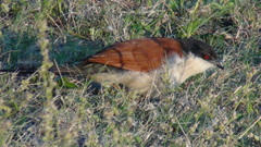 Centropus senegalensis