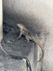 Leiocephalus carinatus